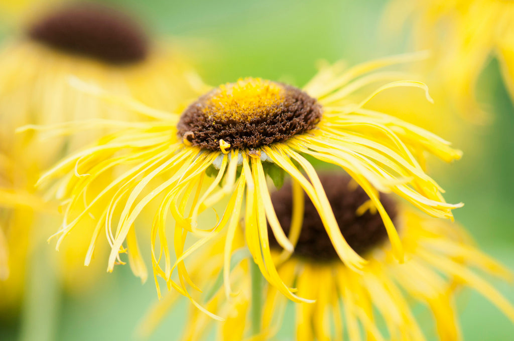 Elecampane Root