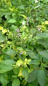 Epimedium  (Goat Weed)