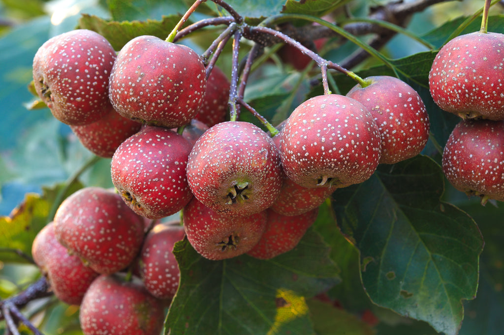 Hawthorn Berry Capsules 60