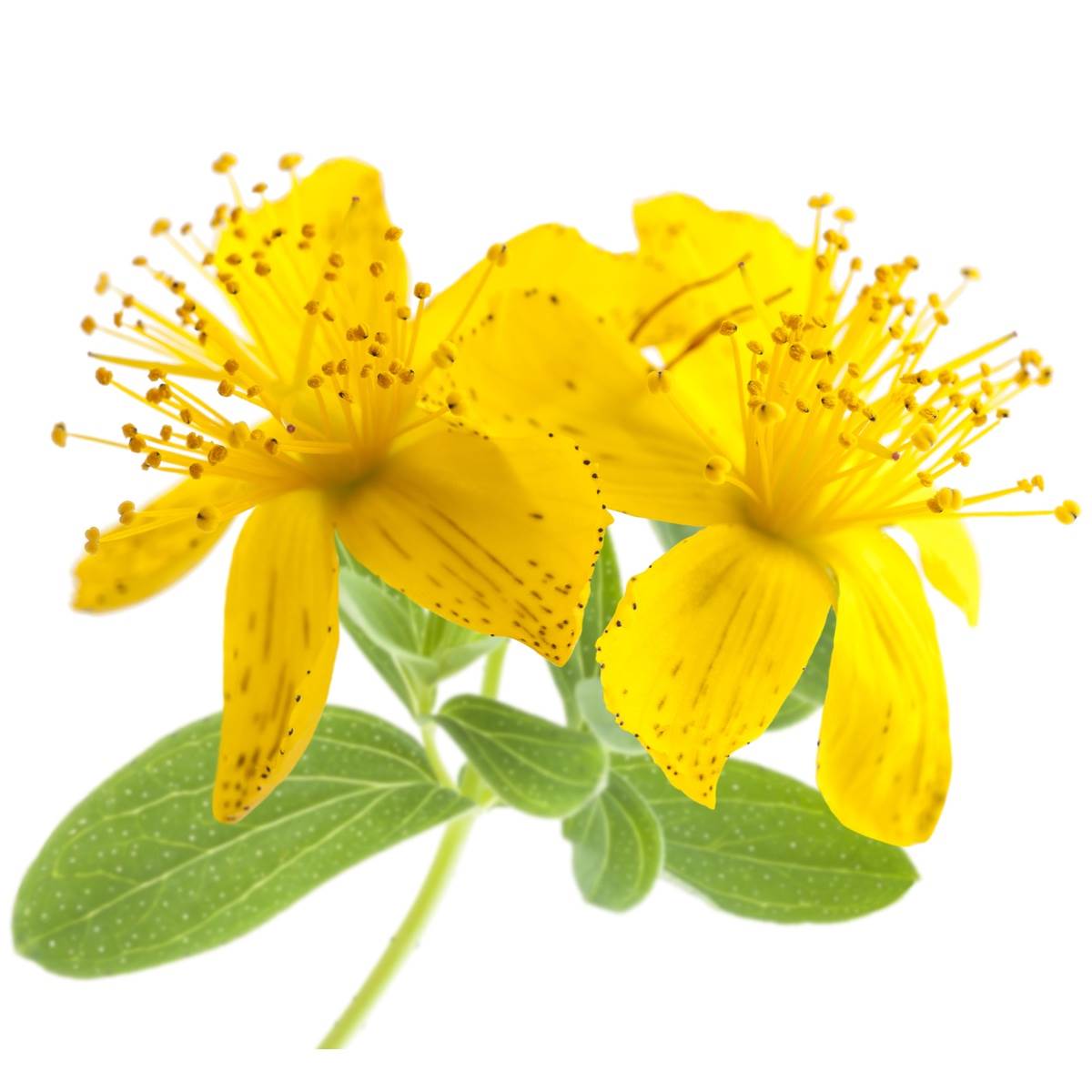 St.John's Wort Herb Organic